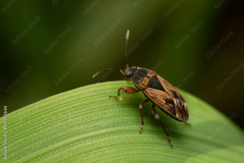 Closeup shot of the elm seed bug on a green leaf, Arocatus melanocephalus Closeup shot of the elm seed bug on a green leaf, Arocatus melanocephalus