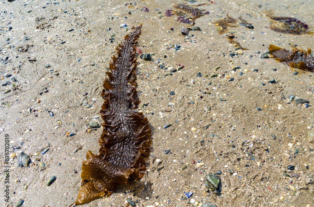 Sugar kelp or Saccharina latissima washed up on the beach at Seapark County Down Northern Ireland also known as Devils Apron Sugar kelp or Saccharina latissima washed up on the beach at Seapark County Down Northern Ireland also known as Devils Apron