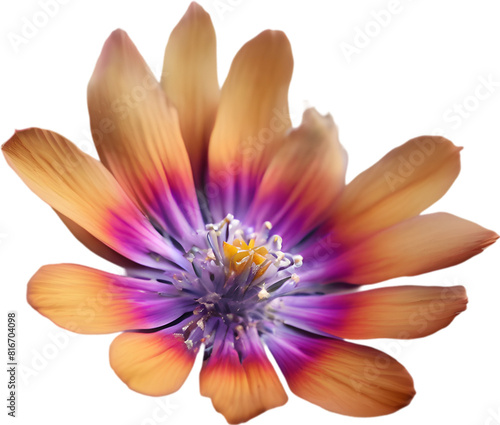 A close-up of a desert wildflower.