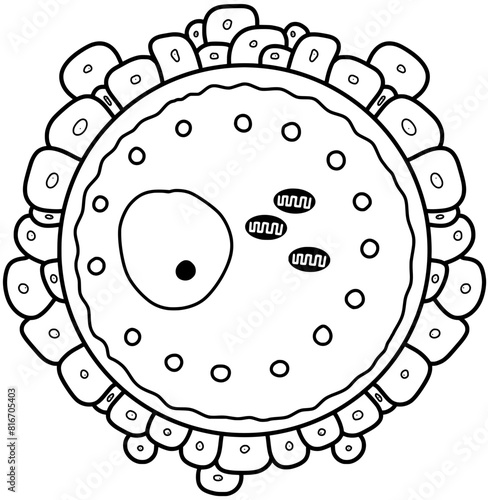 Human egg cell structure vector by hand drawn	
