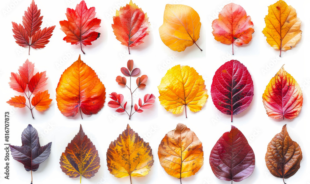 Vibrant Autumn Leaves Collage: Array of Colorful Fall Foliage Isolated on White, Perfect for Seasonal Design Projects and Decor Vibrant Autumn Leaves Collage: Array of Colorful Fall Foliage Isolated on White, Perfect for Seasonal Design Projects and Decor