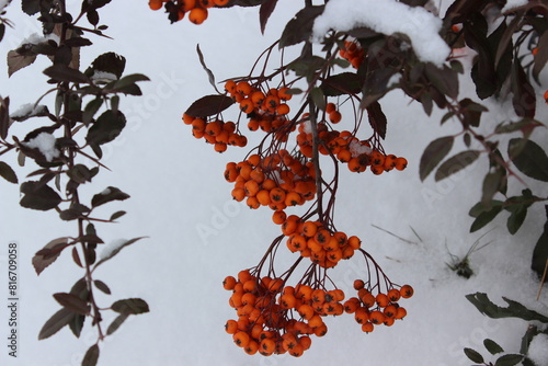 Evergreen bush with orange berries under the snow