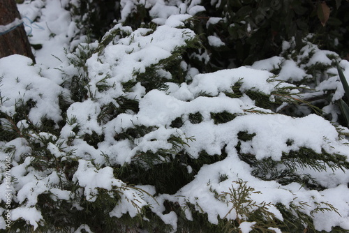 Evergreen bush plant Thuja under the snow