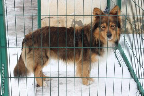 Cute young dog playing in the winter garden