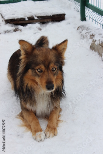 Cute young dog playing in the winter garden