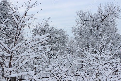 Snow-covered tree branches in the winter garden