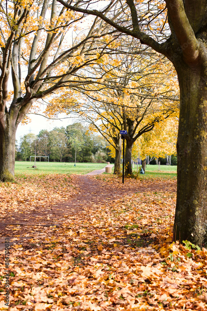 Scenic path lined with trees displaying vibrant yellow autumn foliage.