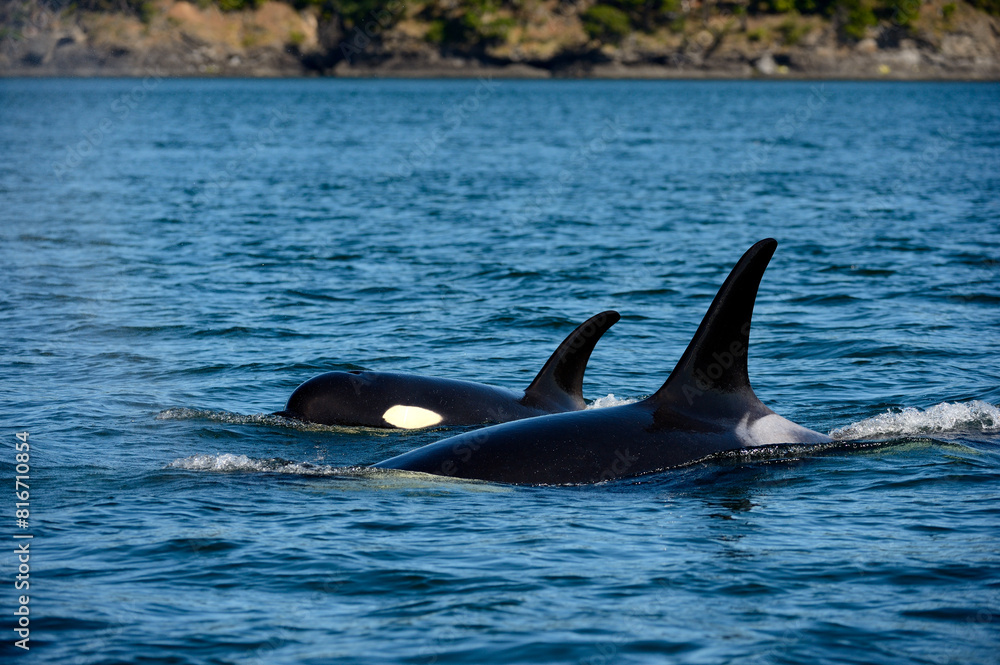 Fototapeta premium Mom and calf orca whales, Johnstone Strait, Vancouver Island, BC Canada