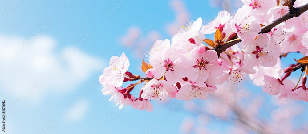 In spring under a sunny blue sky stunning pink cherry blossoms sakura ...
