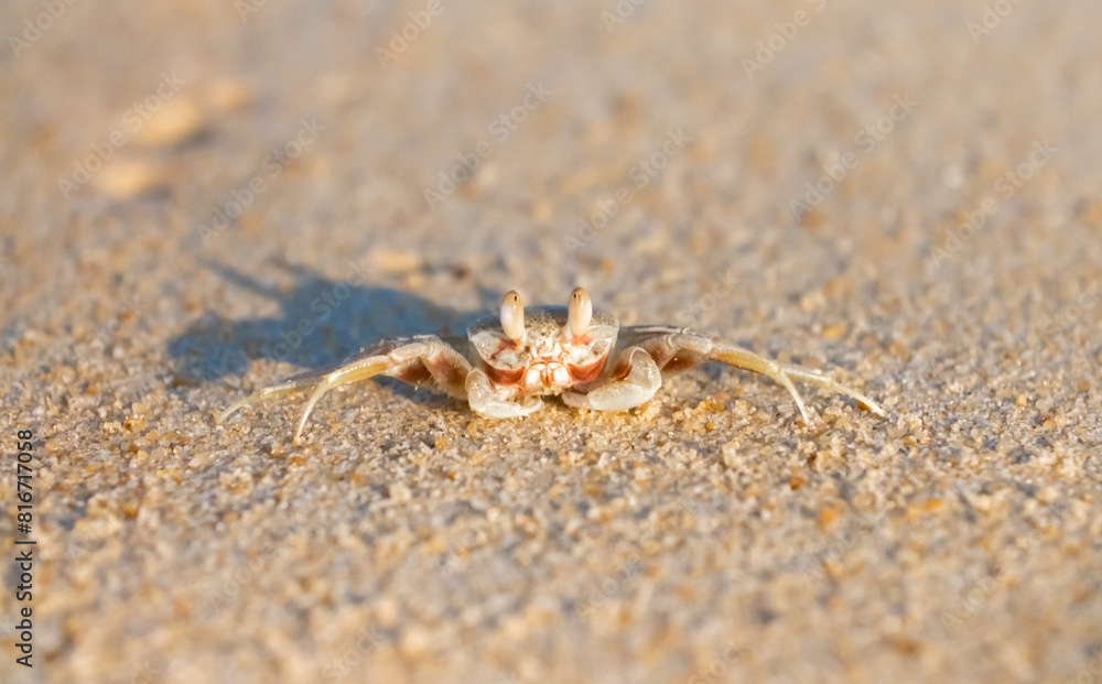 A crab on the beach is running on the white sand. Exotic animals in the resorts of tropical islands. The concept of a beach holiday in the tropics. A crab on the beach is running on the white sand. Exotic animals in the resorts of tropical islands. The concept of a beach holiday in the tropics.