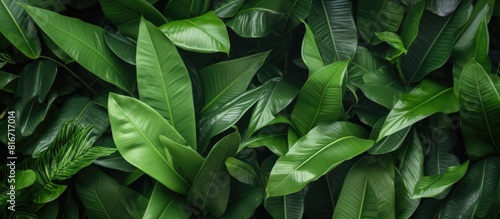 In the shop there is a copy space image of a pile of fresh tropical green leaves