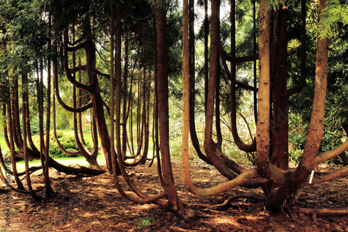 strange trees, Arboretum, Belgium