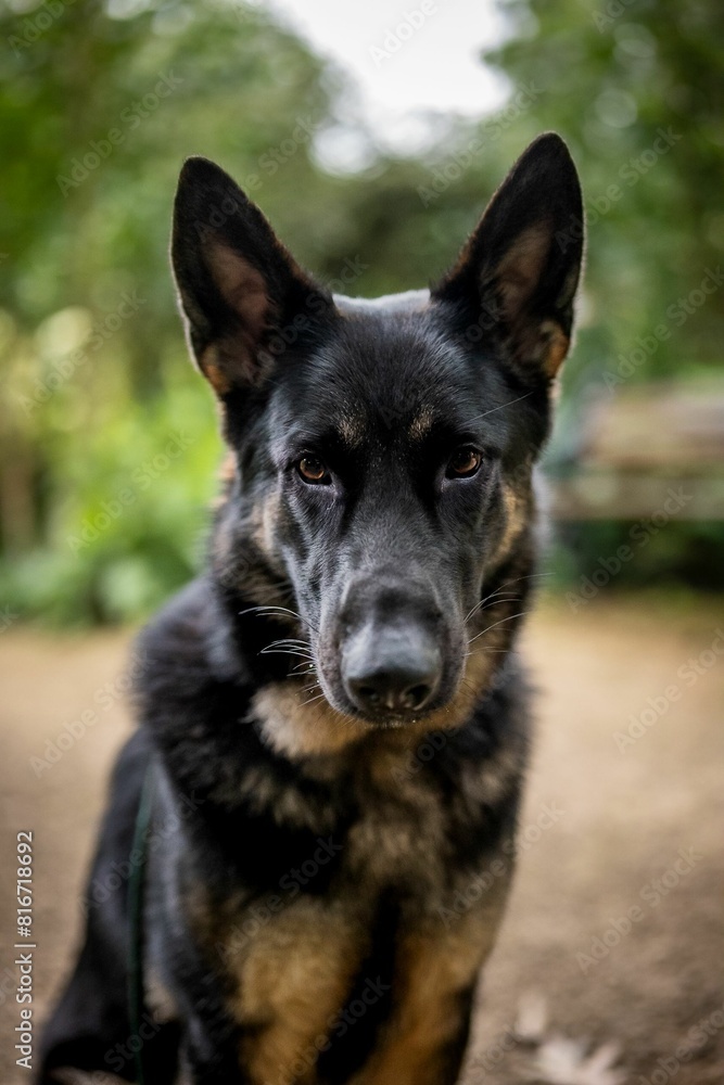 Vertical closeup shot of an adorable German Shepherd dog Vertical closeup shot of an adorable German Shepherd dog