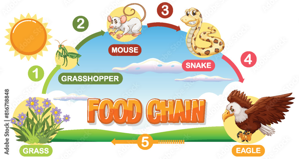 II_GF_Food_Chain_Web-04 II_GF_Food_Chain_Web-04