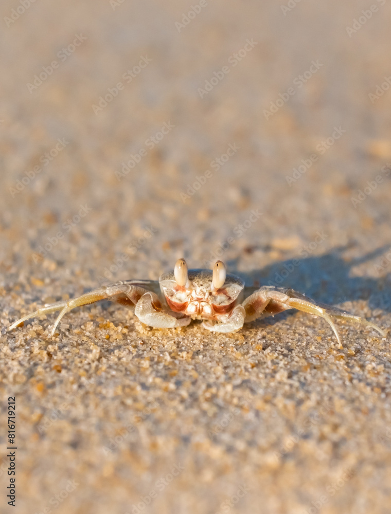 A crab on the beach is running on the white sand. Exotic animals in the resorts of tropical islands. The concept of a beach holiday in the tropics.