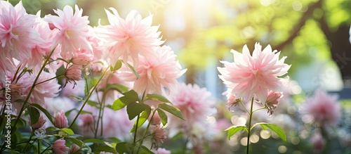 Sunlit pale pink flowers with a backdrop of lush green foliage Copy space image