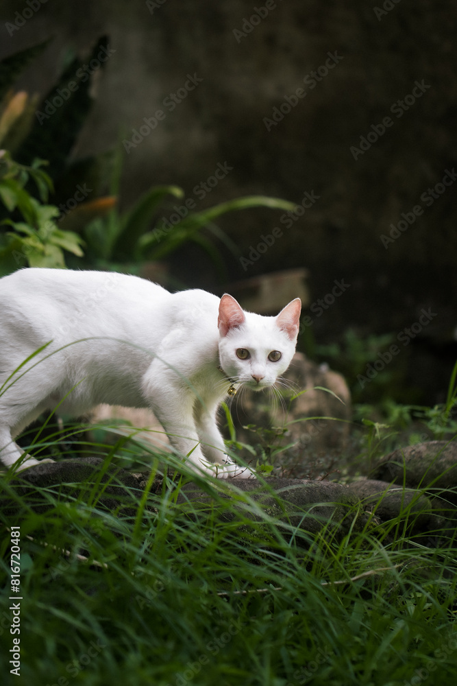 cat on the grass cat on the grass
