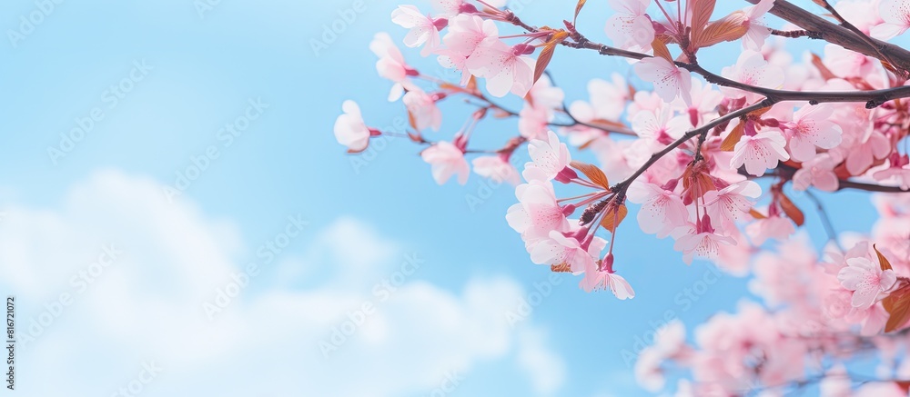 In spring under a sunny blue sky stunning pink cherry blossoms sakura bloom in full creating a captivating sight with a natural background Copy space image In spring under a sunny blue sky stunning pink cherry blossoms sakura bloom in full creating a captivating sight with a natural background Copy space image