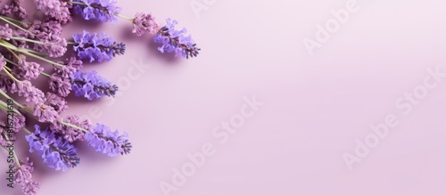 A top down view of lavender flowers on a pastel background with copy space available for additional elements in the image