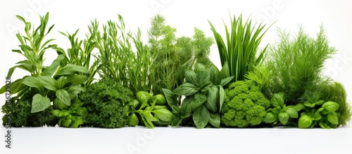 A visually appealing copy space image of vibrant green herbs set against a clean white background