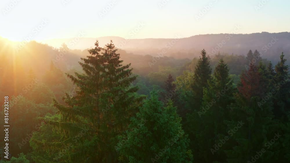 Drone footage of an evergreen trees in a forest with sunset scene over green hills in the background