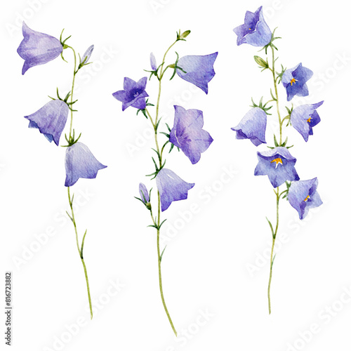 Beautiful watercolor bellflower stock illustrations set. Hand drawn floral harebell clip art. Blue flowers isolated illustration. photo