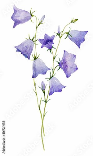 Beautiful watercolor bellflower stock illustration. Hand drawn floral harebell clip art. Blue flowers isolated illustration. photo