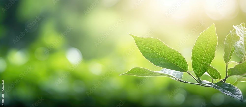 A stunning macro shot of a green leaf frame surrounded by blurred greenery The leaf s beautiful texture is illuminated by sunlight creating a natural and picturesque background with plenty of copy spa A stunning macro shot of a green leaf frame surrounded by blurred greenery The leaf s beautiful texture is illuminated by sunlight creating a natural and picturesque background with plenty of copy spa