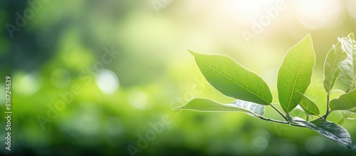 A stunning macro shot of a green leaf frame surrounded by blurred greenery The leaf s beautiful texture is illuminated by sunlight creating a natural and picturesque background with plenty of copy spa