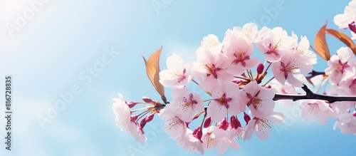 In springtime pink cherry blossoms bloom on branches against a blue sky This abstract nature background features the beautiful sakura flowers in full bloom creating a picturesque scene Copy space ima