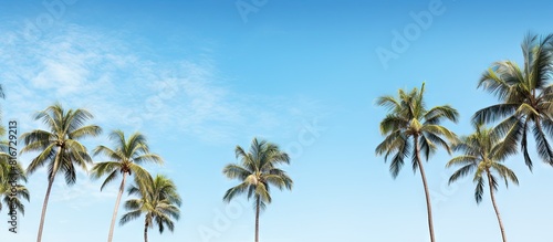 A serene panoramic view of palm trees with open space for text or images. with copy space image. Place for adding text or design