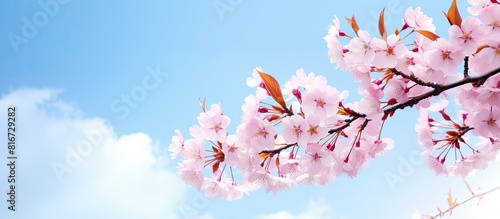 A spring themed image of sakura cherry blossoms framing the blue sky providing space for text. with copy space image. Place for adding text or design