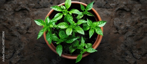 A top down view of pepper plants in a pot placed on the ground with empty space around the image. with copy space image. Place for adding text or design