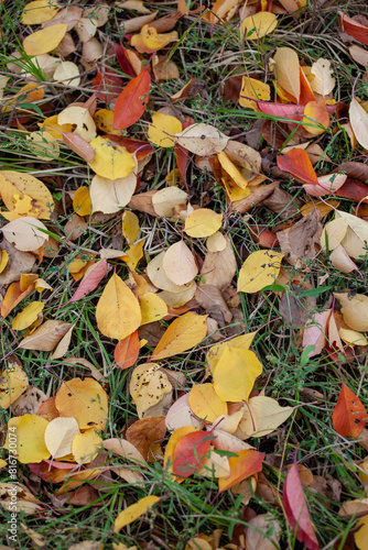 Autumn leaves on the lawn. Autumn means long-awaited changes.