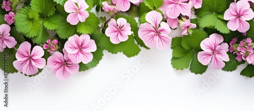 A round floral arrangement featuring pink geranium flowers and green spirea leaves positioned on a white background with copy space image