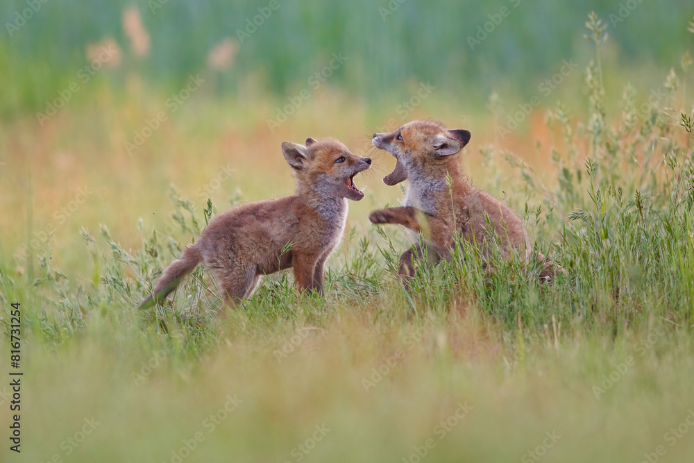Two juvenile foxes running and playing together in a lush grassy meadow Two juvenile foxes running and playing together in a lush grassy meadow