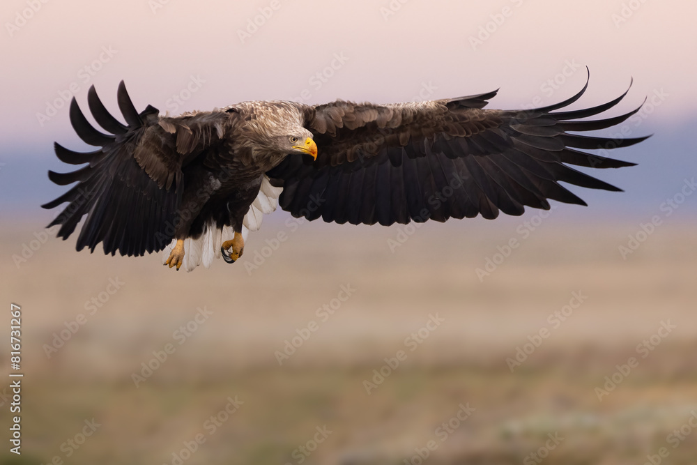 Fototapeta premium White-tailed eagle (Haliaeetus albicilla) with wings outstretched, soaring above a vast open field