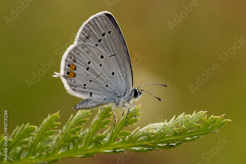 Stunning close-up of a scarce large blue (Phengaris teleius) butterfly perched atop a green plant photo