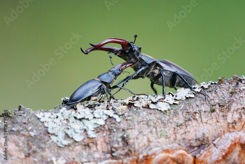 Foto Close-up of two mating rhinoceros beetles on the bark of a tree branch