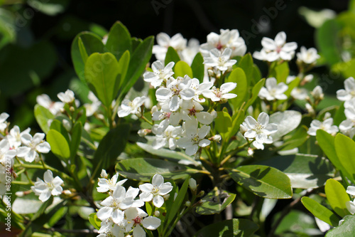 明るい陽光を受ける白花シャリンバイの茂み photo