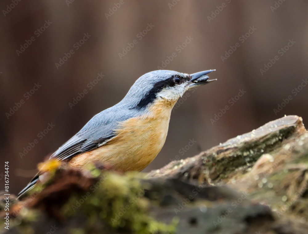 Vibrant-colored nuthatch perched atop a moss-covered tree stump against a wooden background Vibrant-colored nuthatch perched atop a moss-covered tree stump against a wooden background
