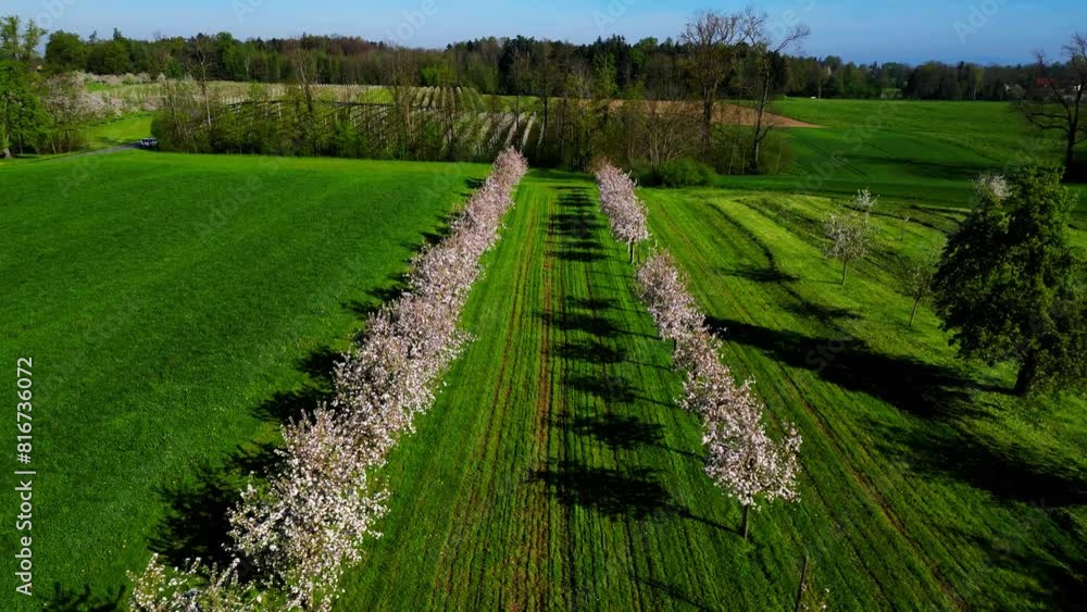 Farmer working on an Apple Field. Thurgau Blossom in Spring. Vertical Top Down Aerial Footage. Switzerland. High quality 4k footage Farmer working on an Apple Field. Thurgau Blossom in Spring. Vertical Top Down Aerial Footage. Switzerland. High quality 4k footage
