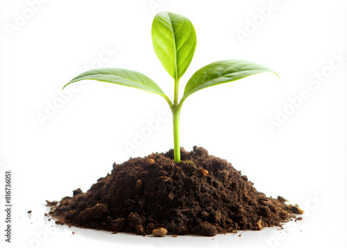 Wallpaper Mural Young plant with humus isolated on white background Torontodigital.ca
