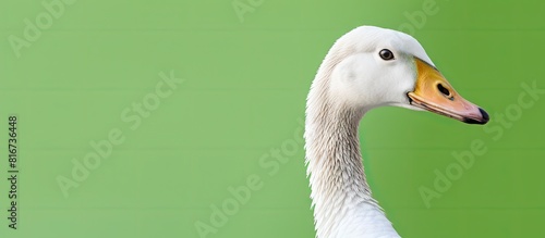 Profile view of a swan goose with a green background. with copy space image. Place for adding text or design photo