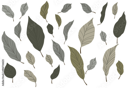 Illustration of a leaves  hand drawn set. photo