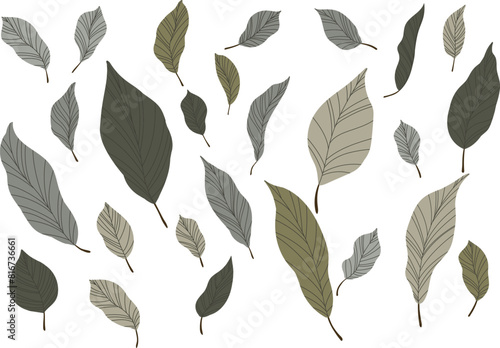 Illustration of a leaves  hand drawn set. photo