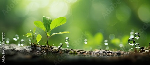 The world s green environment depicts the concept of love captured through a copy space image of water droplets on leaves set against a blurred bokeh background photo