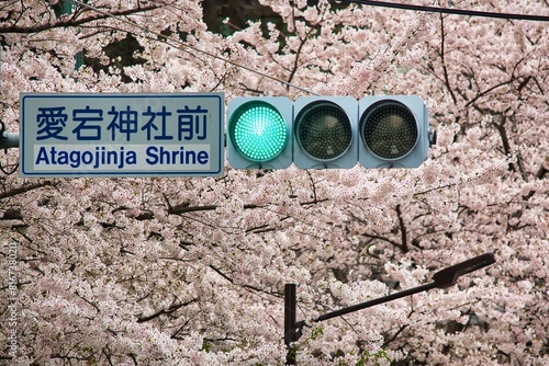 Φωτογραφία Sakura at Atago Shrine