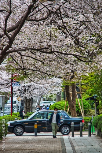 Tokyo's life during Sakura season photo