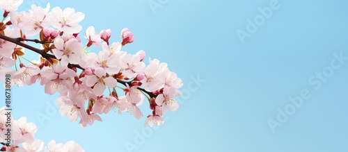 A serene and picturesque scene of cherry blossoms set against the backdrop of a clear blue sky providing ample copy space for images